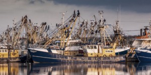 L'Union européenne interdit la pêche électrique au 30 juin 2021