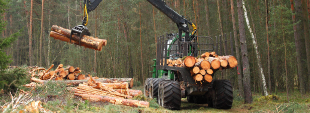 Filière forêt-bois : un appel à manifestation d'intérêt (AMI) pour des projets territoriaux 