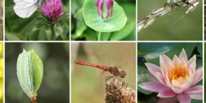Panorama de la biodiversité française, 100 chiffres expliqués sur les espèces