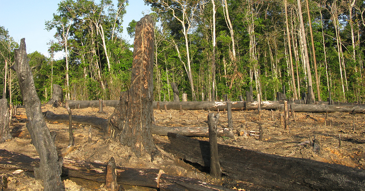 Forêts tropicales : le puits de carbone se tarit
