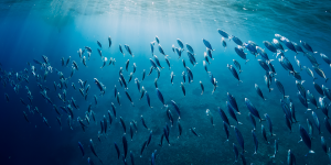 Bon état écologique des eaux marines : la France actualise sa définition