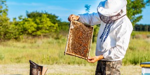 Deux initiatives européennes sur l'urgence climatique et sur les abeilles enregistrées par Bruxelles