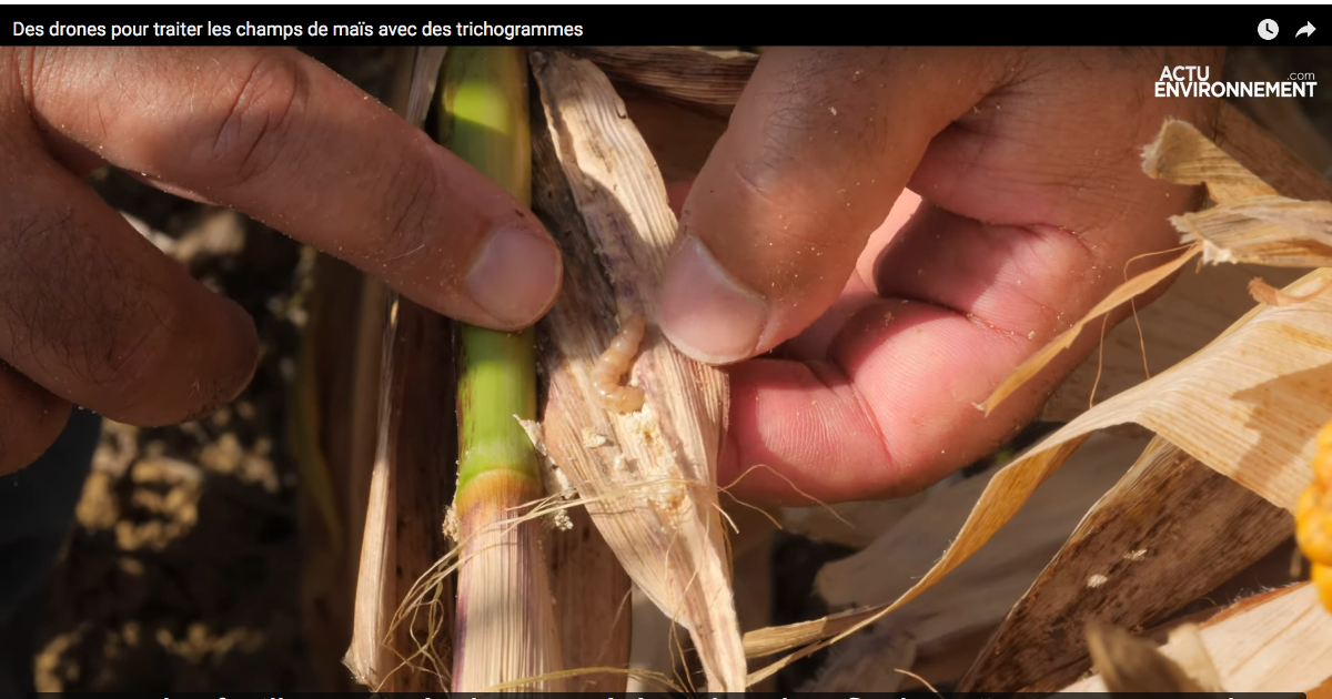 [VIDEO] Des drones pour traiter les champs de maïs avec des trichogrammes