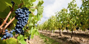 Viticulture « durable » : l'Inra inaugure le dispositif expérimental « Phenotis » à Colmar