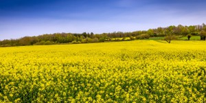 Quatre nouveaux OGM autorisés et quatre renouvelés par la Commission européenne 