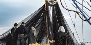 Cétacés : les chaluts pélagiques doivent s'équiper de répulsifs acoustiques dans le golfe de Gascogne
