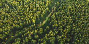 Île-de-France : la loi contre le mitage des espaces forestiers est publiée