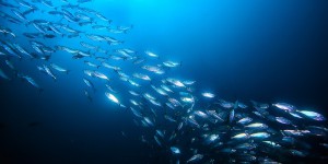 Pêche française : 49 % des poissons pêchés proviennent de populations exploitées durablement