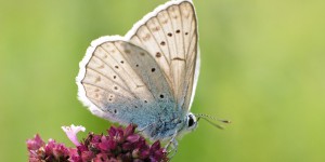 Biodiversité : les statistiques officielles révèlent la disparition des insectes en France métropolitaine