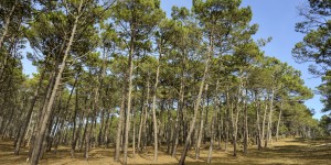 Les forêts françaises menacées par la prolifération de bioagresseurs