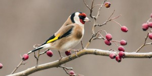 L'Observatoire des oiseaux de jardins lance le défi « Confinés mais aux aguets » 
