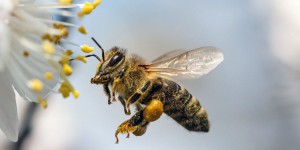 Pesticides et abeilles : troisième round de consultation sur les lignes directrices de l'Efsa 