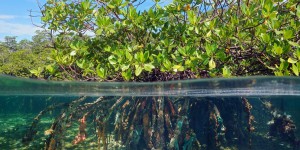 La protection des mangroves, un élément clé de la lutte contre le dérèglement climatique 