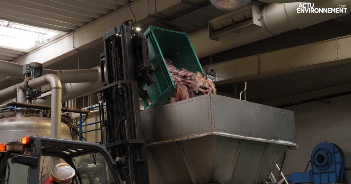 [VIDEO] La valorisation des déchets de poissons s'organise grâce à la reverse logistic