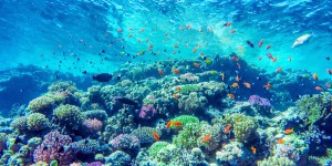 Les aires marines partiellement protégées sont efficaces pour concilier la pêche et la protection des récifs