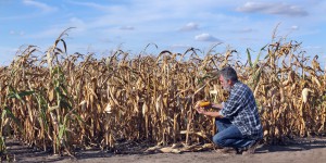 Diminuer sa vulnérabilité climatique, un enjeu pour l'agriculture 