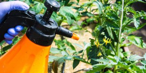 L'encadrement des pesticides destinés aux jardiniers amateurs est précisé