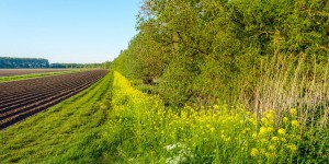 Pacte vert de l'UE : 87 ONG demandent une sortie des pesticides pour protéger les abeilles 
