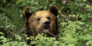 La population d'ours estimée à 52 individus dans les Pyrénées