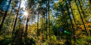 Réchauffement climatique : l'Inrae développe un modèle de prédiction sur la vulnérabilité des forêts
