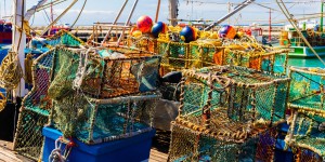 Pêche durable : le label MSC dans la ligne de mire de l'association Bloom