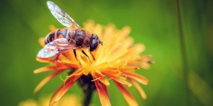 Abeilles et tests des pesticides : Pollinis saisit le Tribunal de l'Union européenne 