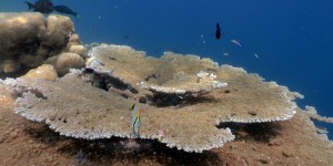 Des coraux des îles françaises de l'océan Indien menacés de disparition