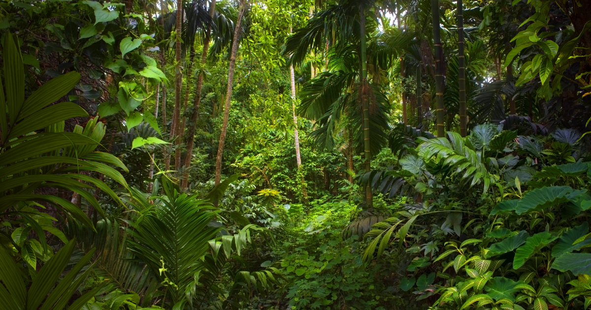 DéforestationÂ : les forêts primaires parmi les plus menacées