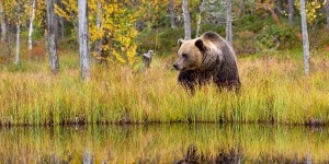 Mort d'un ours en AriègeÂ : l'État et des ONG vont porter plainte