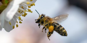 Deux ONG dénoncent l'agriculture industrielle dans l'effondrement mondial des insectes