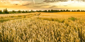 Une étude montre les impacts économiques de l'ozone sur l'agriculture