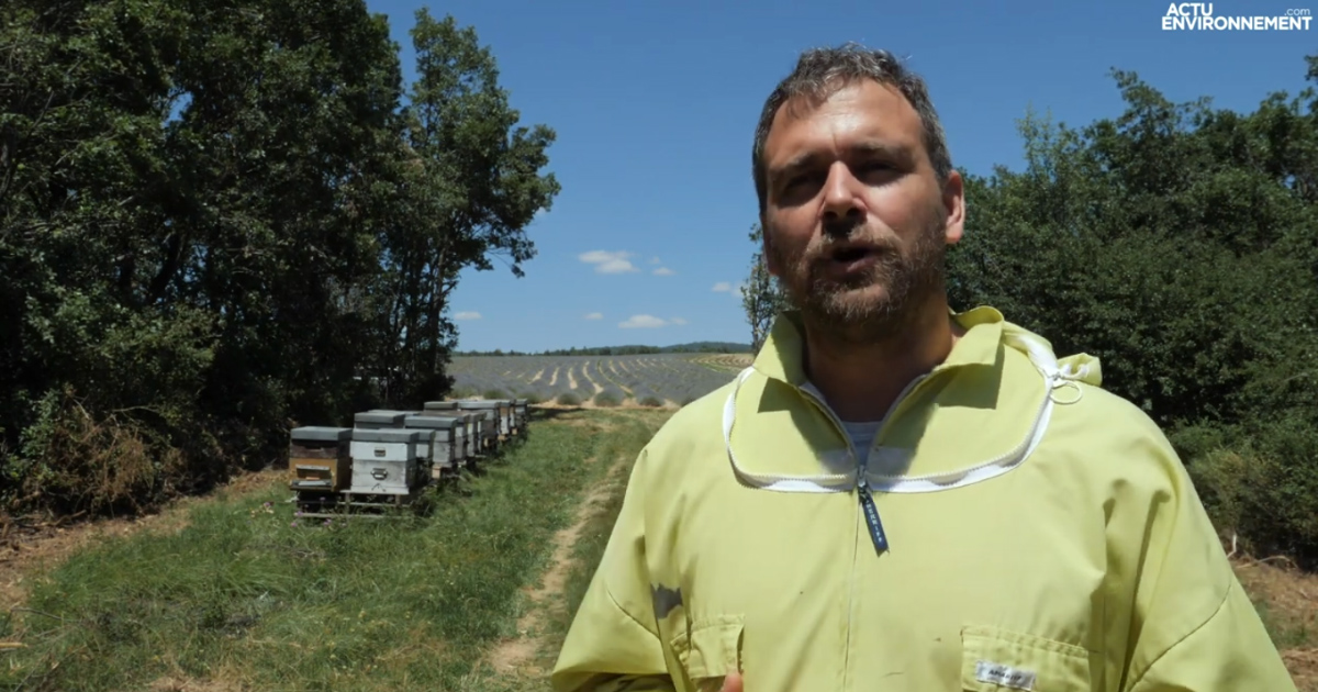 [VIDEO] « Le parasite Varroa bloque de nombreux apiculteurs à passer en bio »