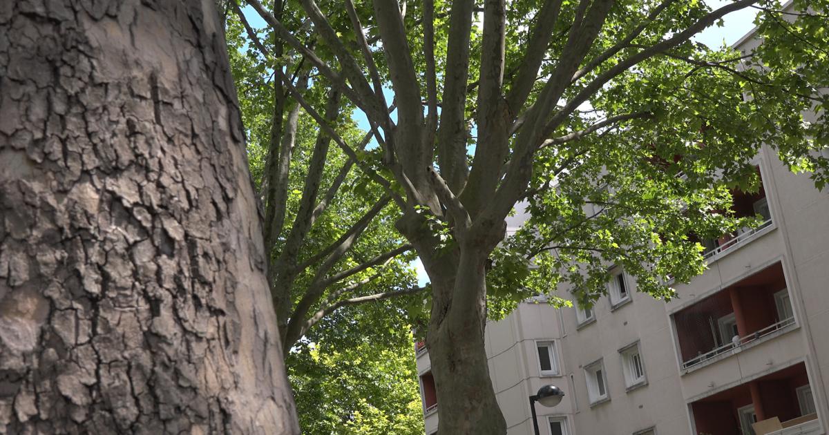 [VIDEO] Plan Canopée : une politique de l'arbre pour la Seine-Saint-Denis