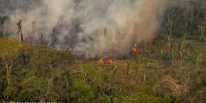 Incendies en Amazonie : Greenpeace fustige les importations françaises de soja