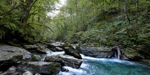 Étendre les aires protégées contribue à protéger les forêts primaires en Europe 