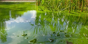 Gestion du risque cyanobactéries : l'Anses propose des outils pour la baignade et l'eau potable