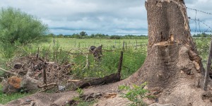 Lutte contre la déforestation importée : le Gouvernement mise sur les bonnes pratiques