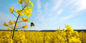 Variétés tolérantes aux herbicides : le Gouvernement va procéder par ordonnance