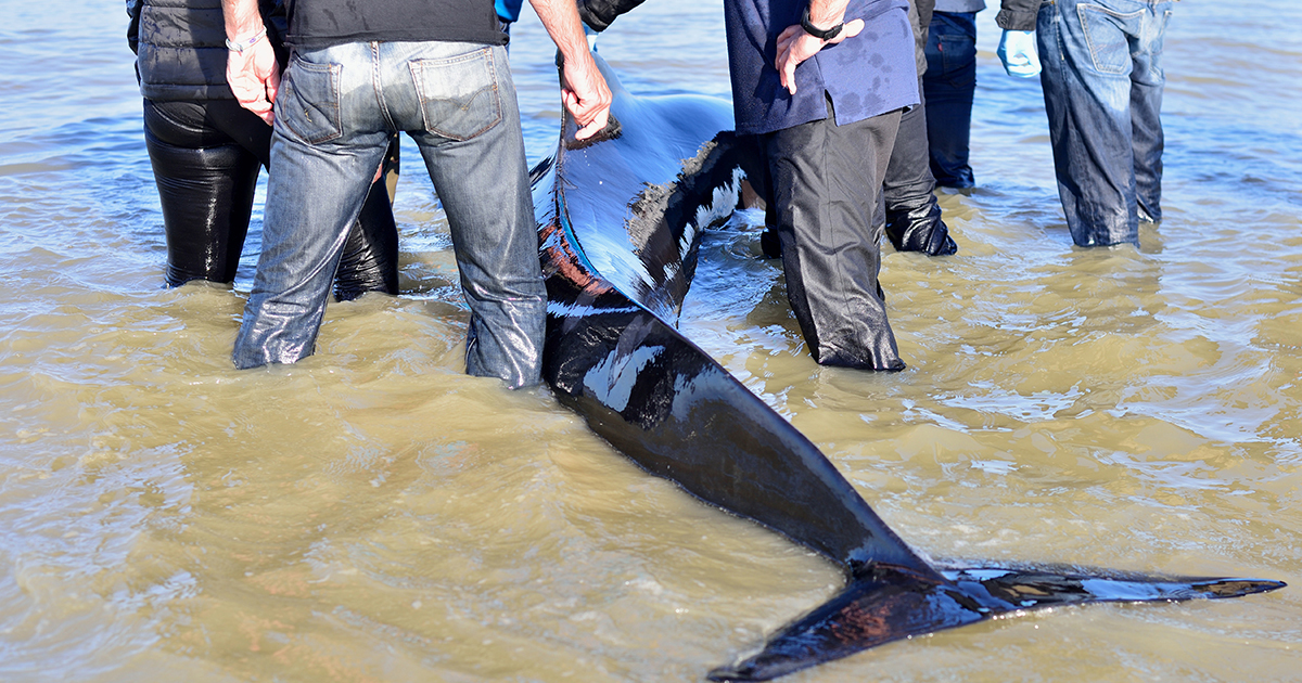 Échouage de dauphins : davantage de chalutiers contraints de s'équiper en pingers