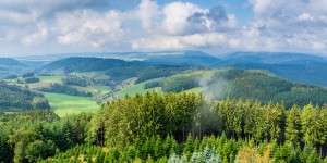 Une feuille de route controversée pour adapter la forêt au changement climatique