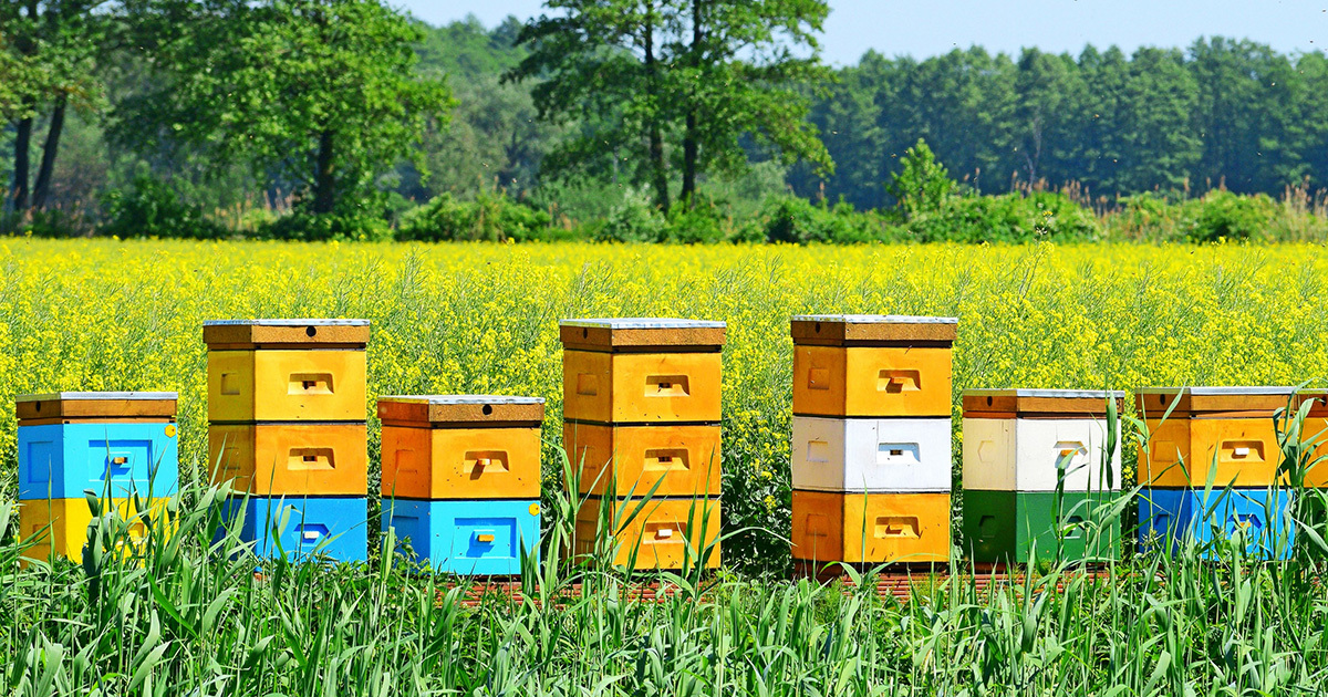 Un plan en faveur des pollinisateurs pour faire oublier les néonicotinoïdes