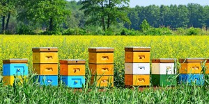 Un plan en faveur des pollinisateurs pour faire oublier les néonicotinoïdes