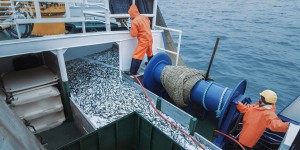 Plan de relance : deux appels à projets dédiés à la pêche et l'aquaculture « durables »