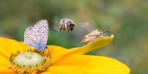 Déclin des insectes : le cri d'alarme de l'Académie des sciences