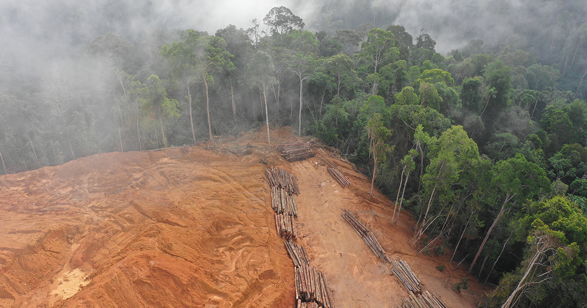 Déforestation importée : lancement d'une plateforme d'observation et de lutte