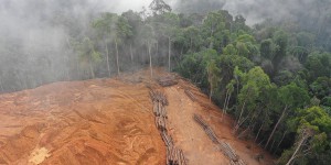Déforestation importée : lancement d'une plateforme d'observation et de lutte