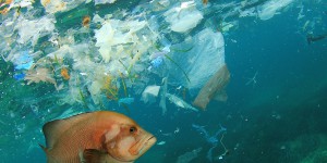 Plastiques en mer : un problème de taille (1/2)