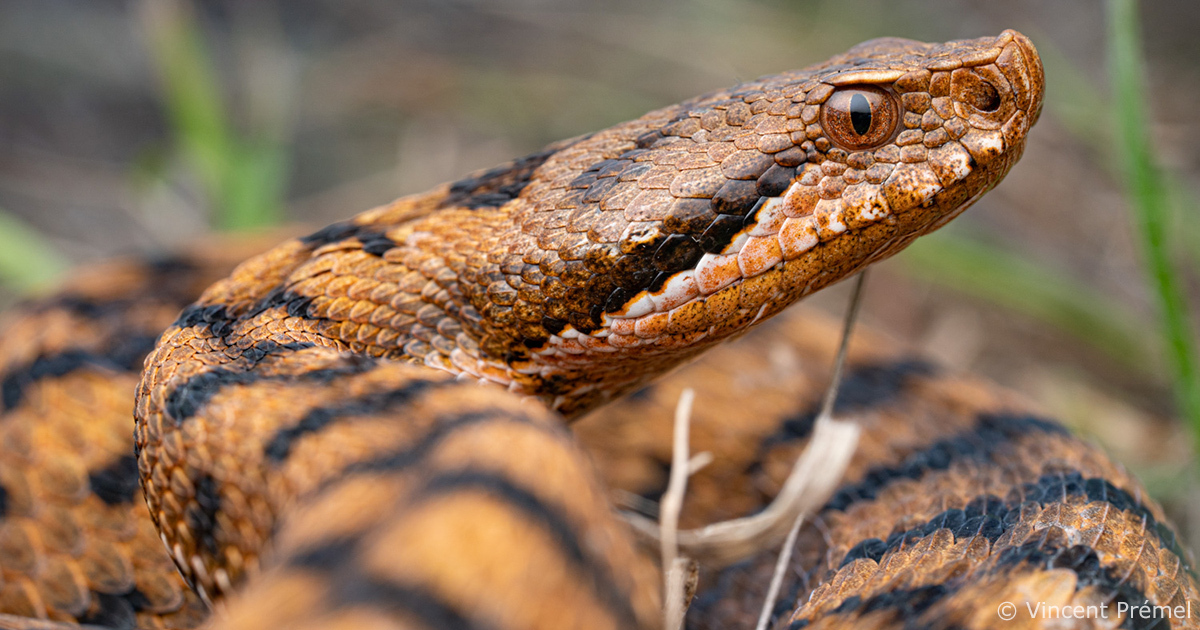 Les reptiles et amphibiens de France métropolitaine gagnent en protection