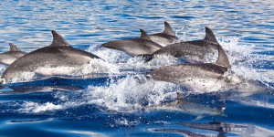 Captures de dauphins : le Conseil d'État rejette la requête de Sea Shepherd 