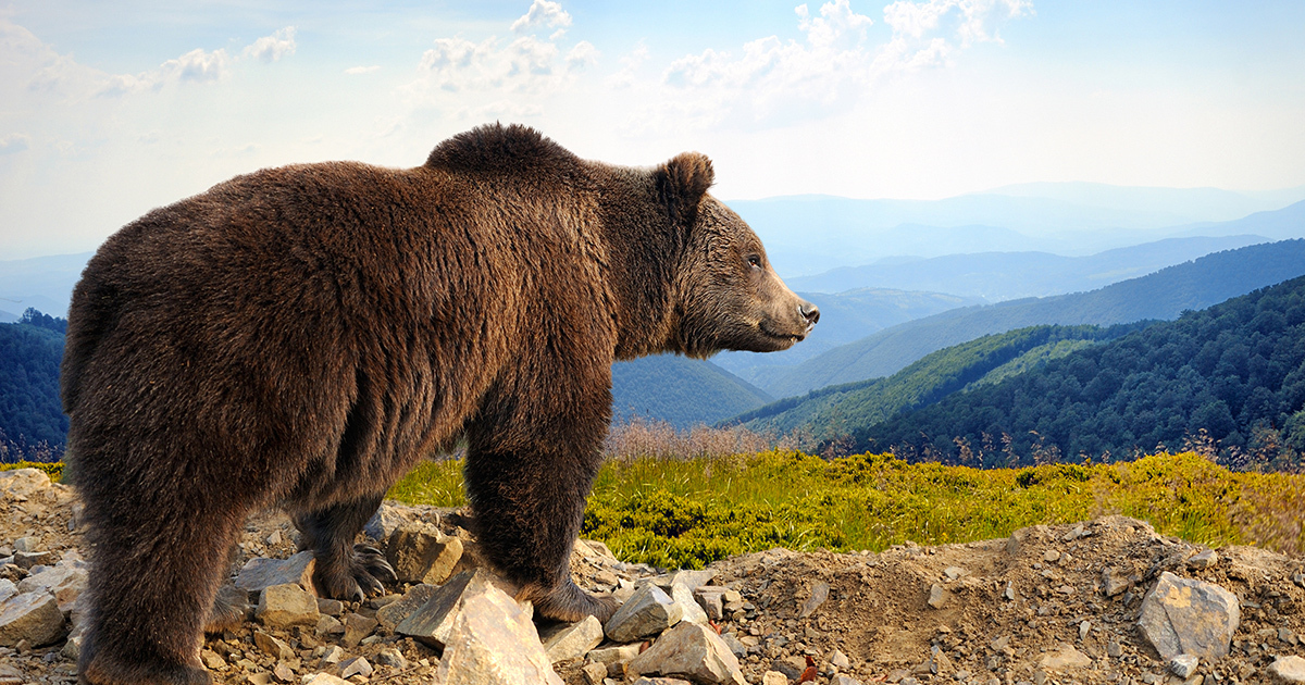 Effarouchement de l'ours : un nouvel arrêté renforce l'encadrement des tirs non létaux